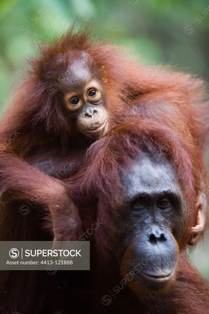 Female Orangutan carrying baby on her back Borneo