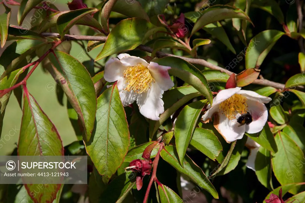 Stewartia 'Koreana' in bloom in a garden