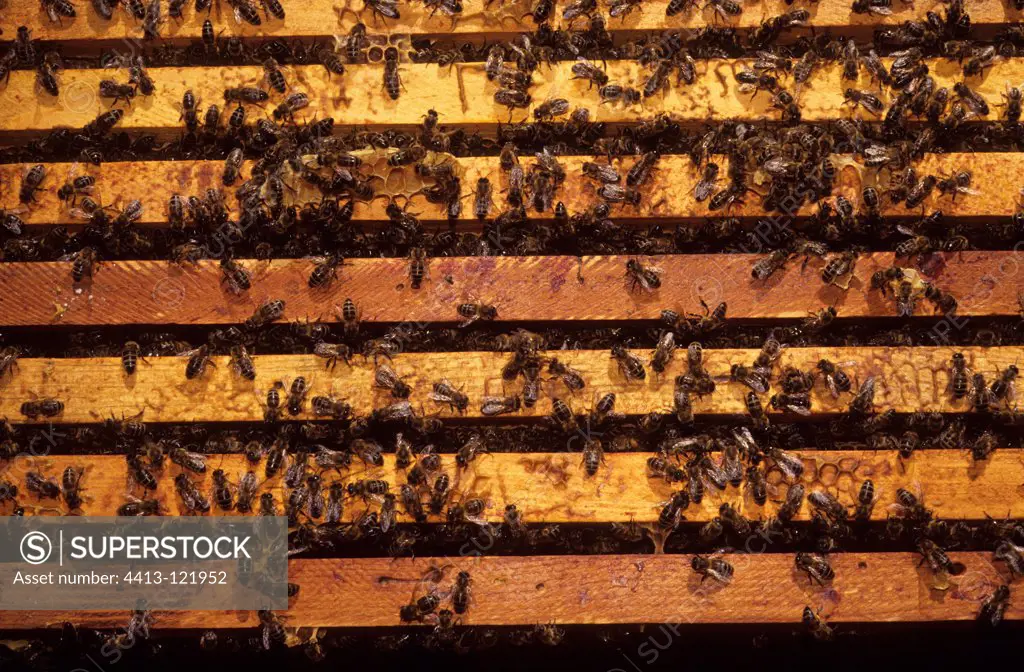 Bees on the frames of a hive Landes France