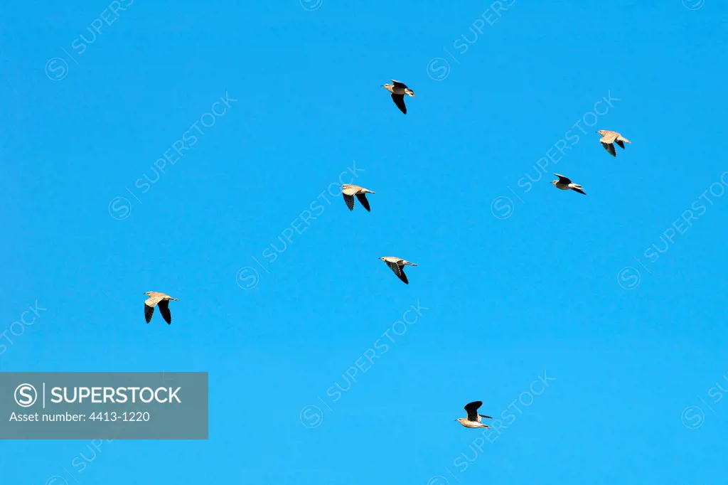 Cream-coloured coursers flying Massa Oued Morocco