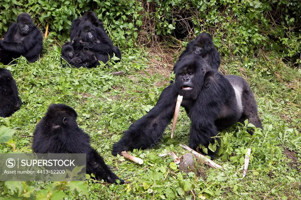 Show of force of a Mountain Gorilla male PN Volcanos Rwanda