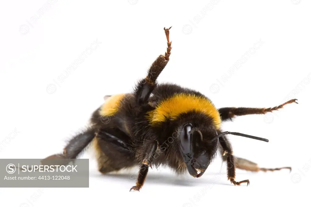 Queen Bumblebee in posture protection