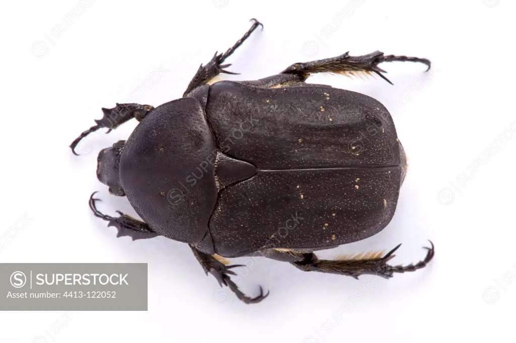 Protaetia beetle in studio