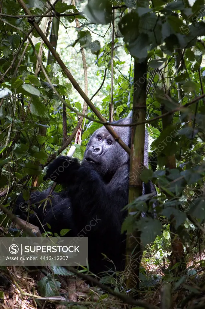 Mountain Gorilla feeding Volcanos NP Rwanda