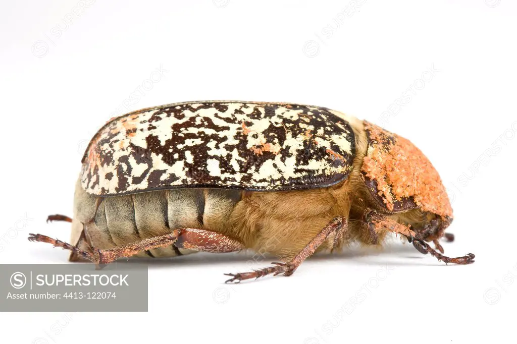 Garden chafer with ochre on the head