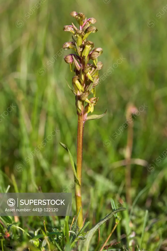 Frog Orchid flowering on the plateau in Lozere France