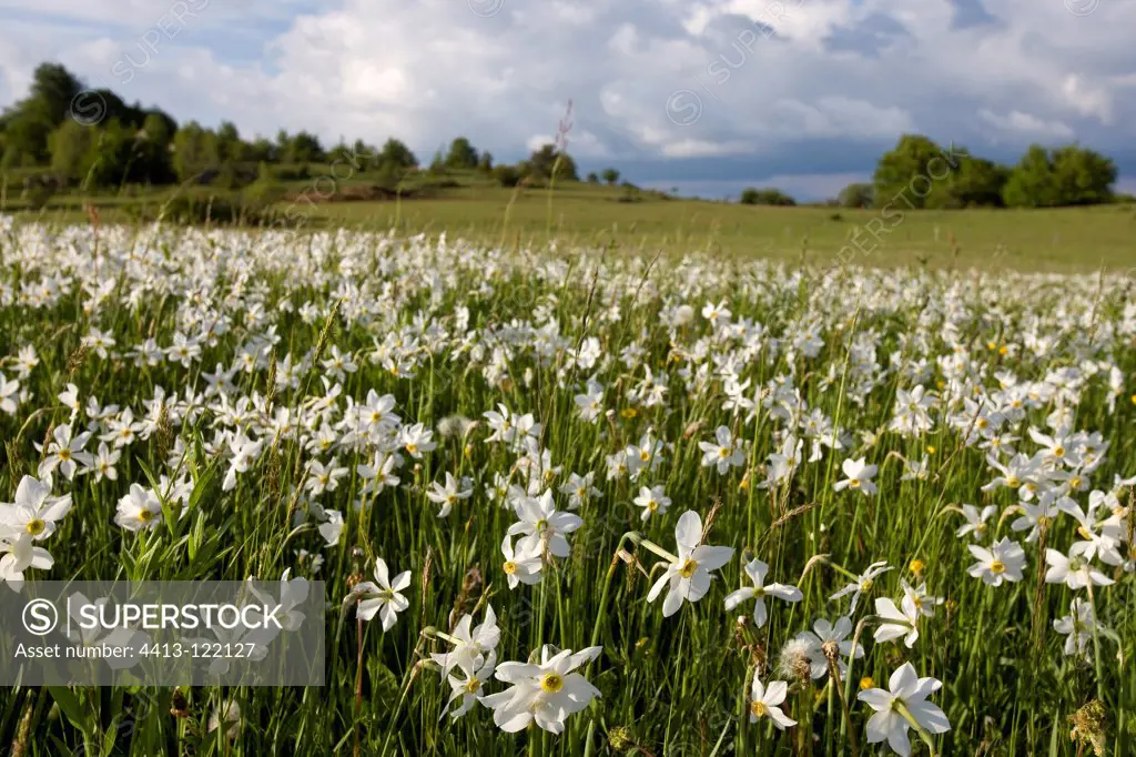 Poet's Daffodil flowering on the plateau in Lozere France