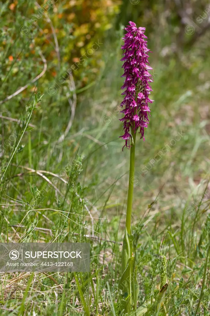 Hybrid orchid on the Causse Mejean Lozère France