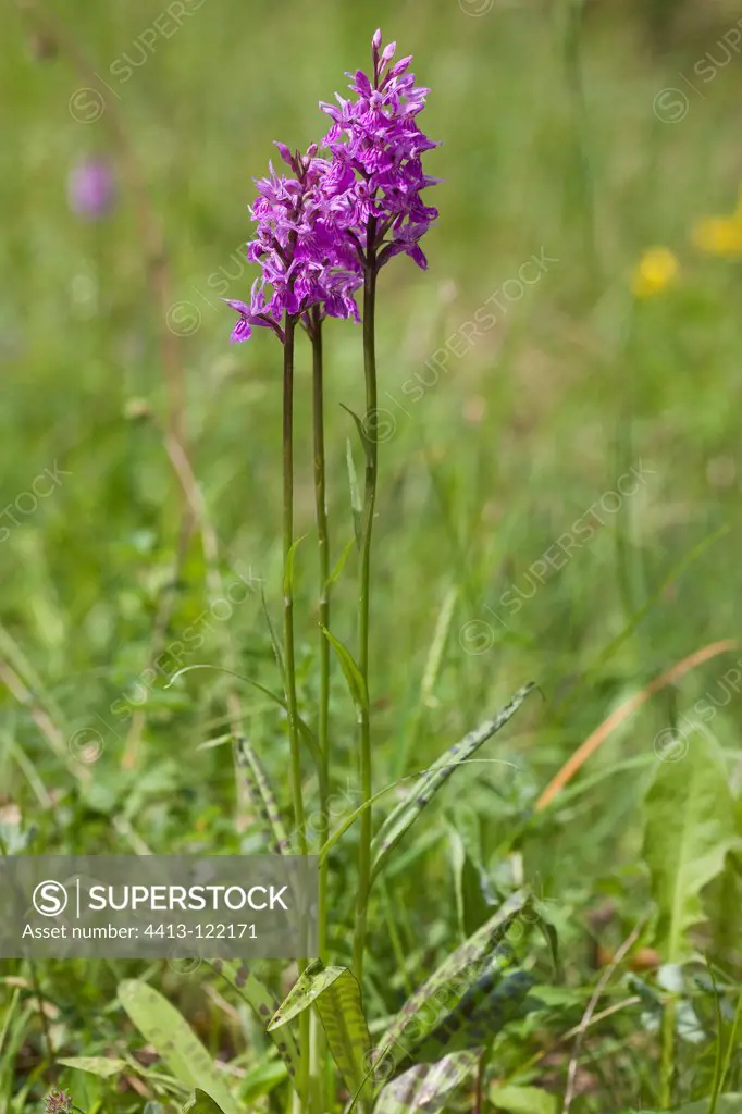 Early Purple Orchids on the Causse Mejean Lozère France