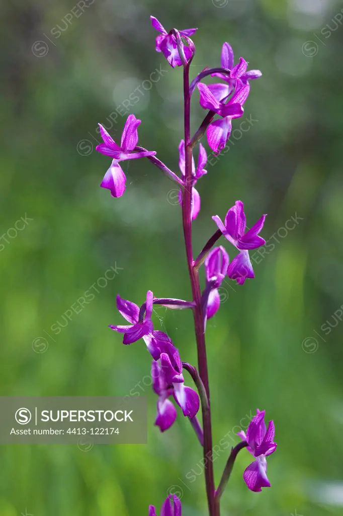 Loose-flowered Orchid flowering in spring Hérault France
