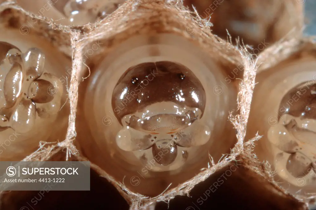 Paper Wasps larvae in nest cells