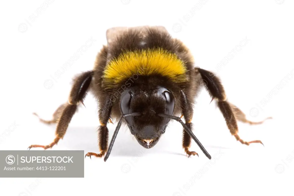 Buff-tailed Bumblebee in studio