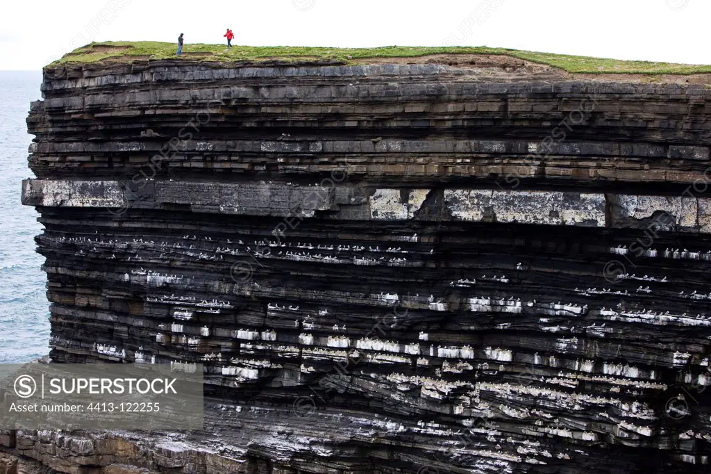 Colony of Black-legged Kittiwake on the cliffs in Ireland
