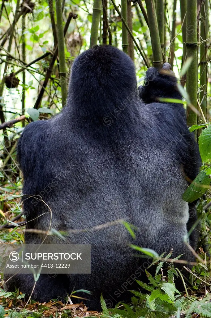 Mountain Gorilla Volcanos National park Rwanda