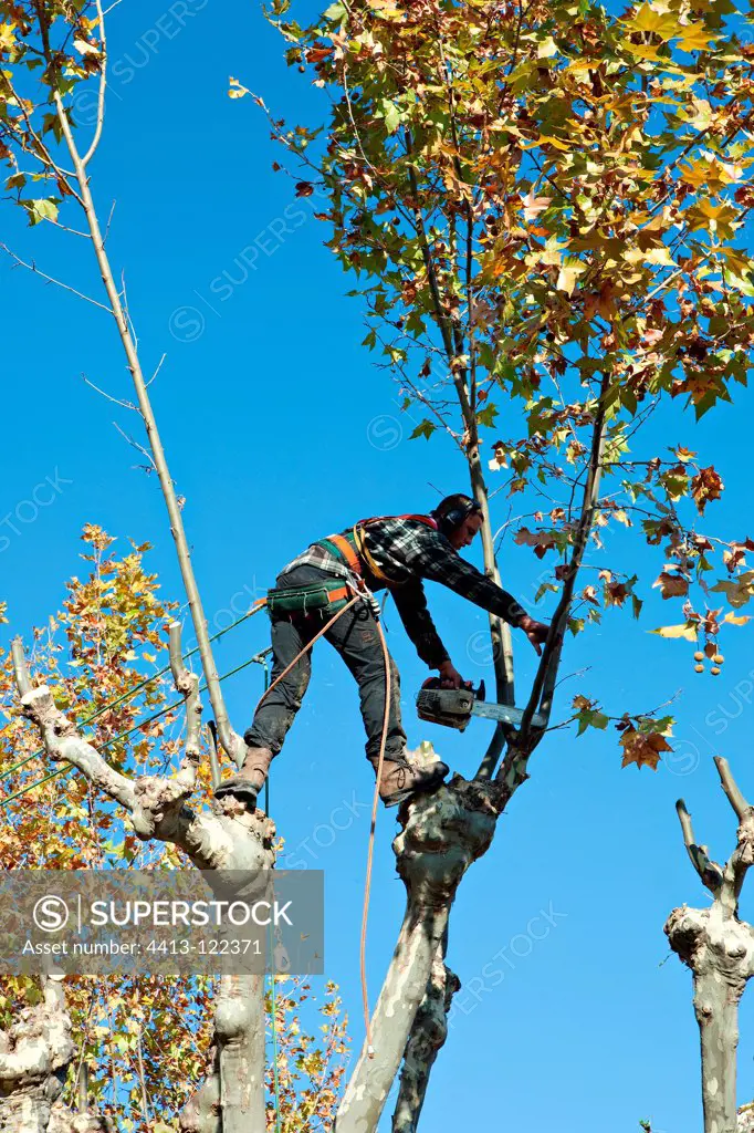 Pruning of one Sycamore in a garden Provence France