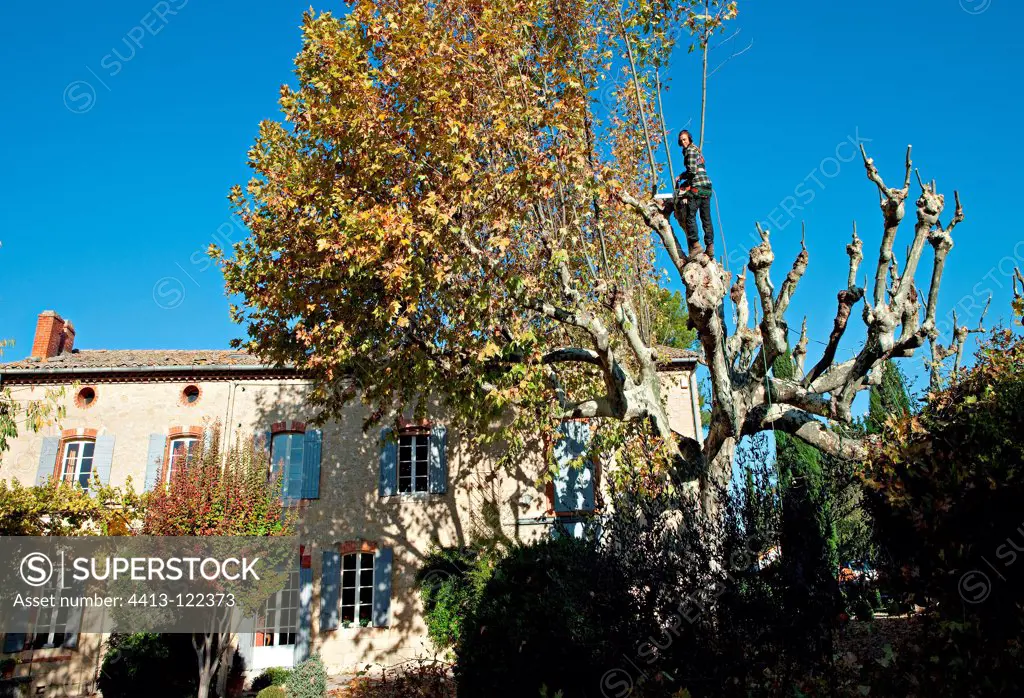 Pruning of one Sycamore to a Comtadin Mas Provence France