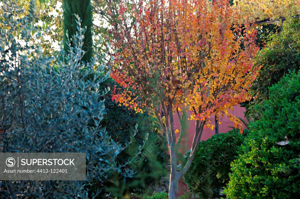 Crapemyrtle in autumn in Provence France