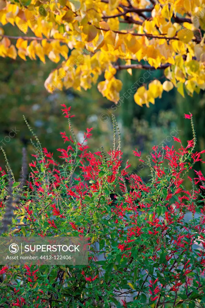 Red flowers of Pinapple sage and Apricot tree France