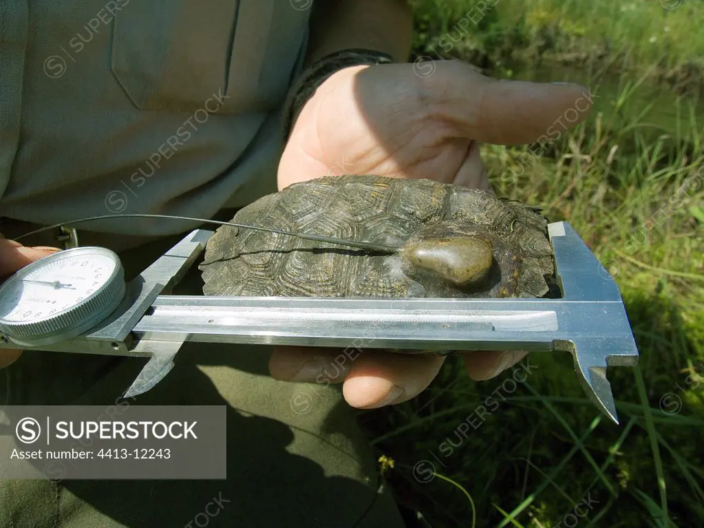 Biologist measuring the carapace of Wood turtles