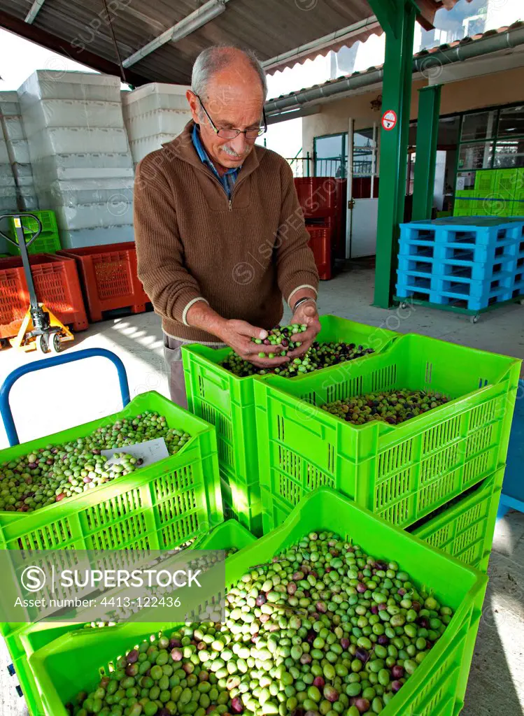 Olive Cooperative in Jonquières Vaucluse France