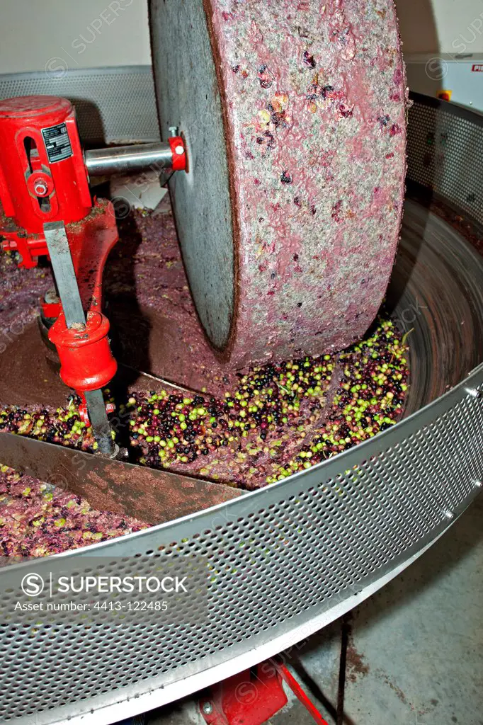 Crushing of Olives to the grindstone France