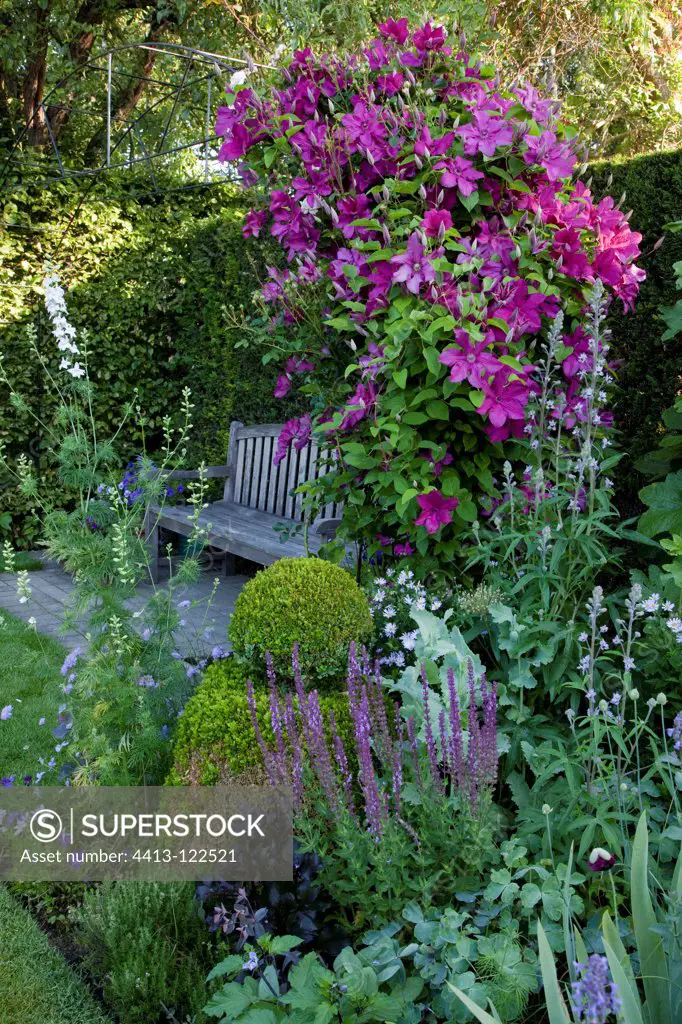 Perennials and Clematis 'Sunset' over a bench in a garden