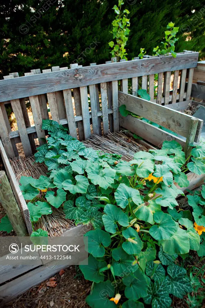 Squash plants on compost in a garden France