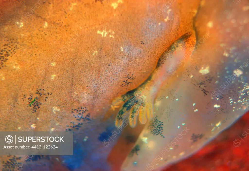 Close-up of arm and hand of a tadpole Common Midwife Toad