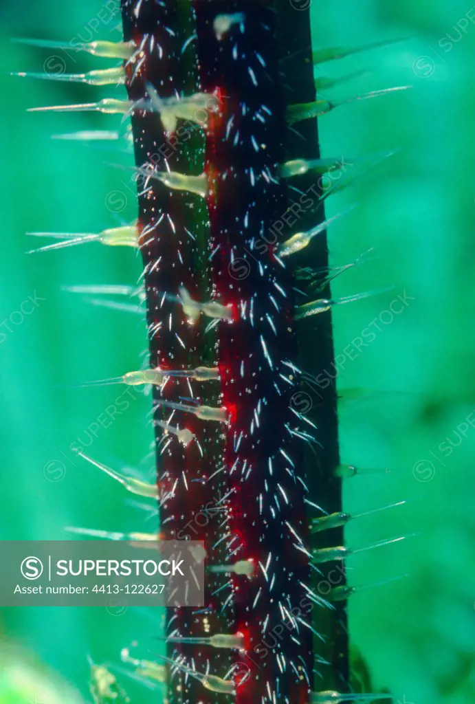 Nettle plant close-up