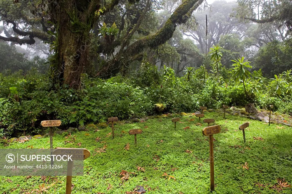 Forest of Karisoke Volcanos National park Rwanda