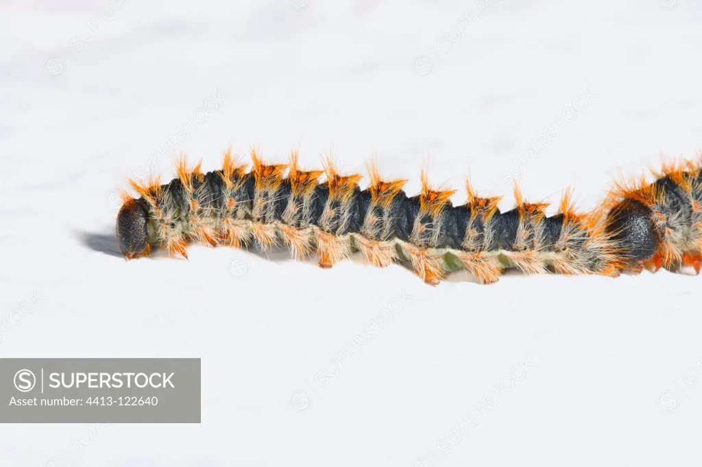 Pine Processionary Moth caterpillar on white wall