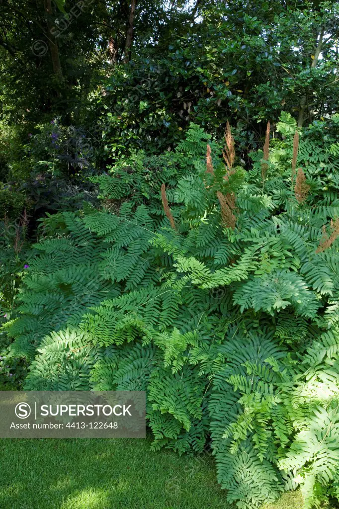 Royal fern in a garden