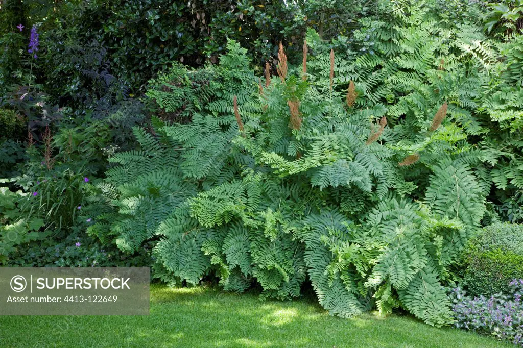 Royal fern in a garden
