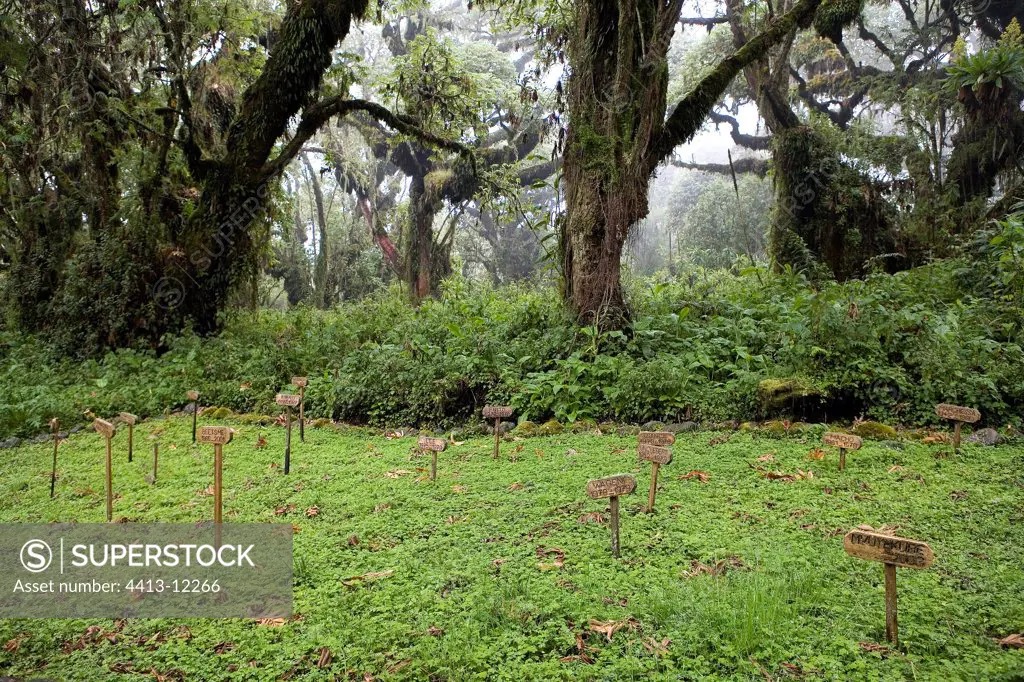 Cemetery of gorillas Volcanos National Park Rwanda