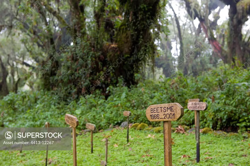 Cemetery of gorillas Volcanos National Park Rwanda