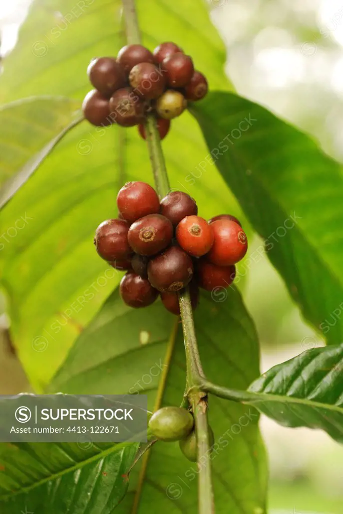Fruit of a coffee tree grown under shade New Caledonia