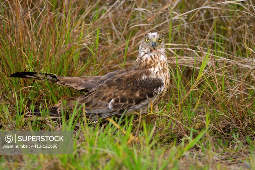 Swamp Harrier on the ground New Caledonia