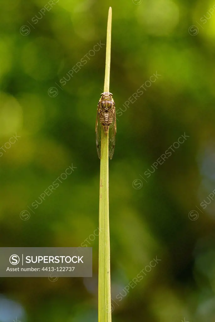 Cicada on a sheet of Palm New Caledonia