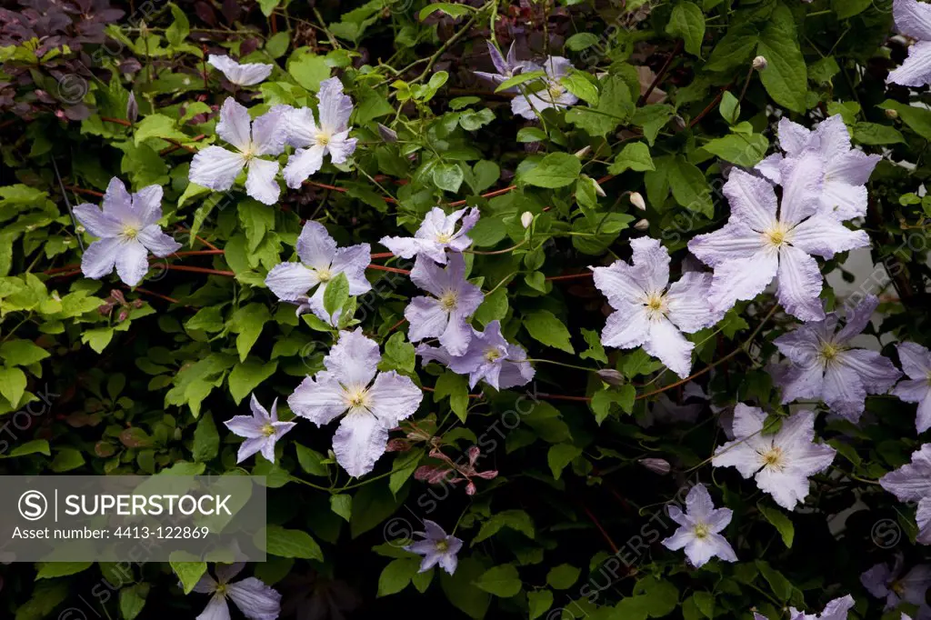 Clematis 'Blekitny Aniol' in bloom in a garden