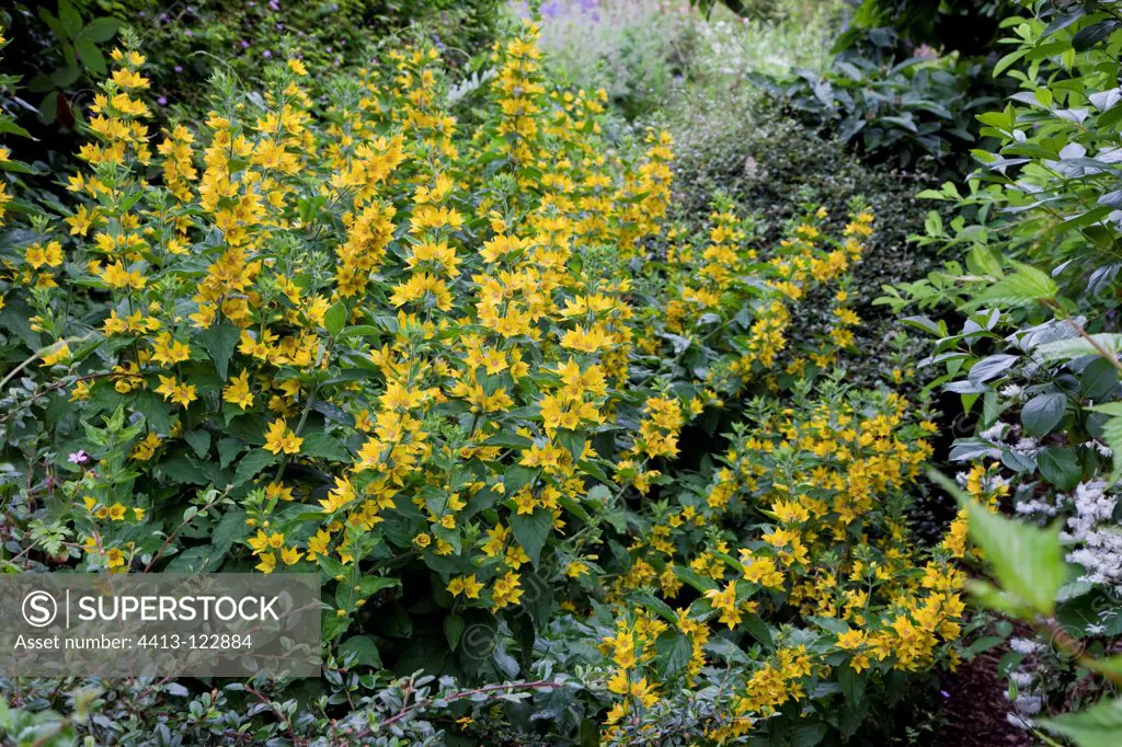 Large yellow loosestrife in bloom in a garden