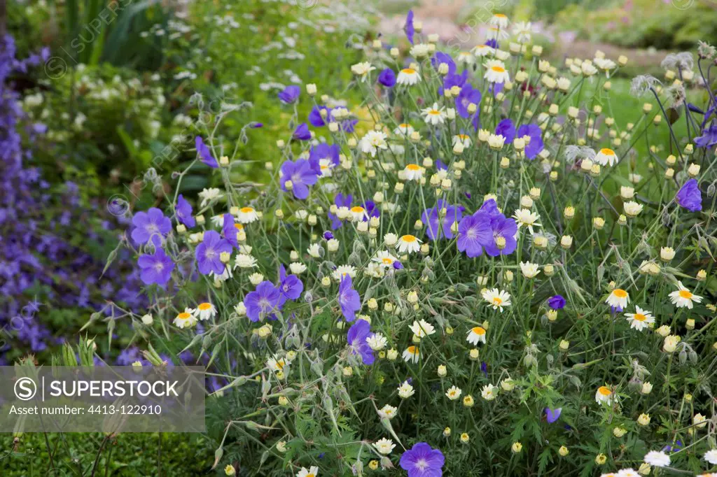Geranium 'Orion' and yellow camomile 'Sauce Hollandaise'