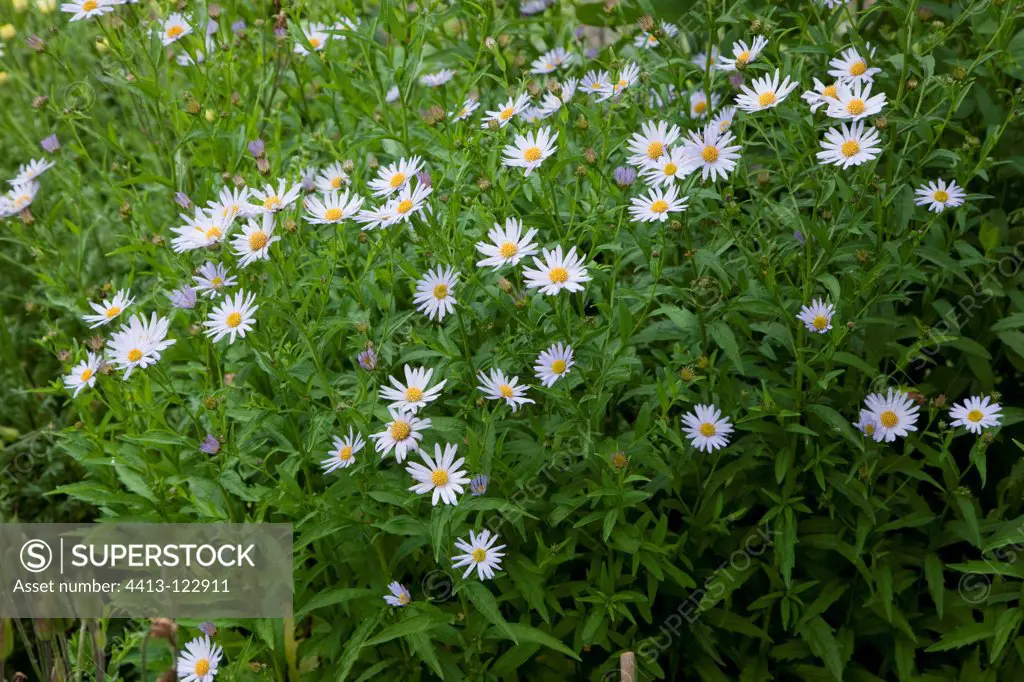 Kalimeris 'Charlotte' in bloom in a garden