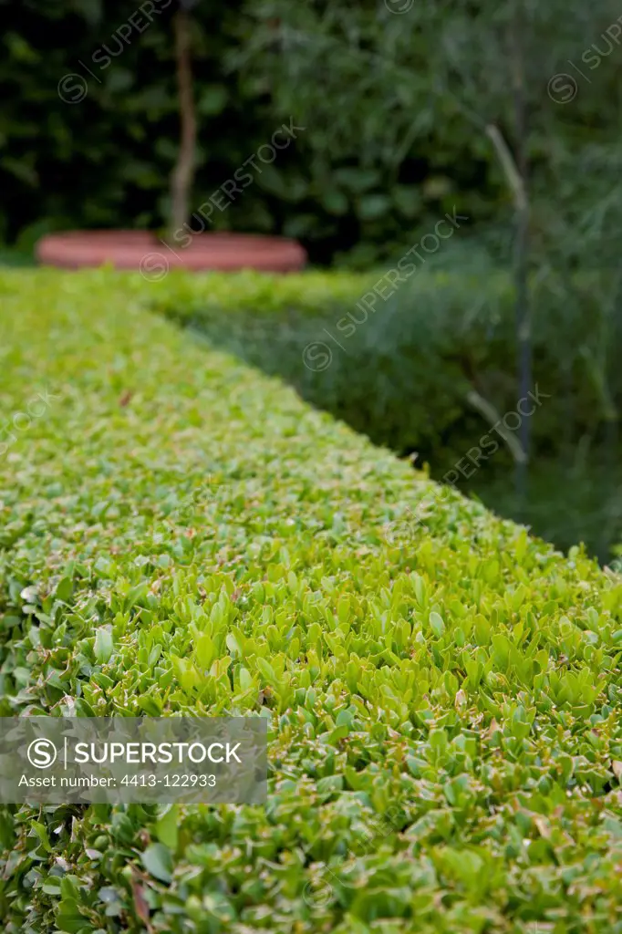 Common box hedge in a garden