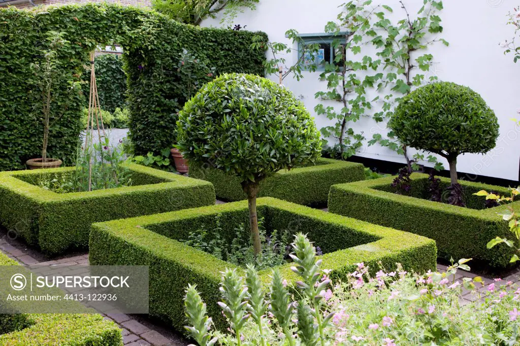 Common box hedges and cherry laurels in a garden