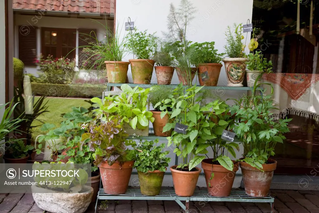 Aromatic plants on garden shelf