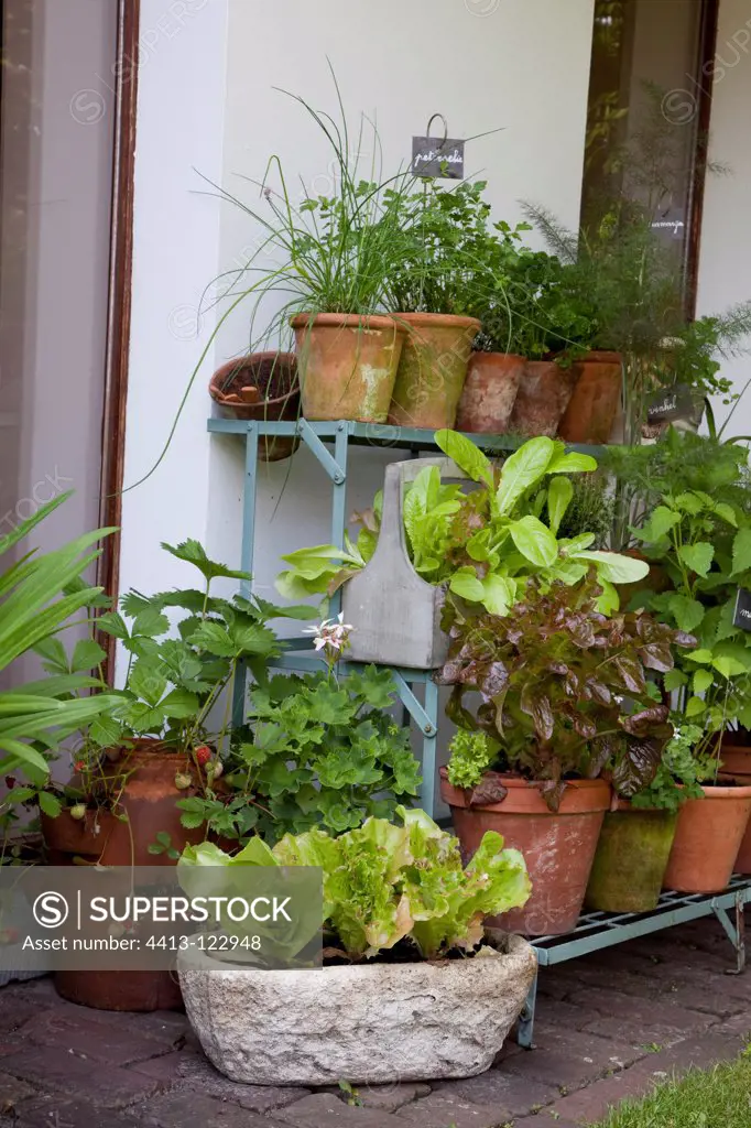 Aromatic plants on garden shelf