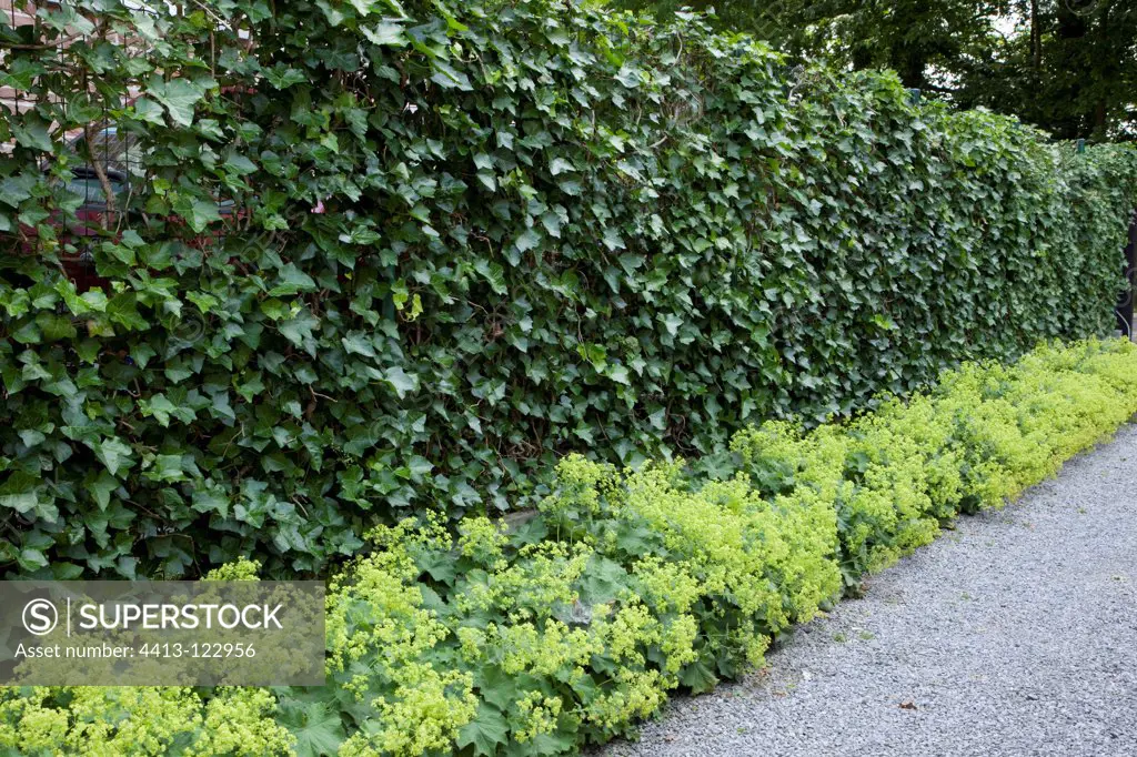 Border of alpine lady's mantle and english ivy in a garden
