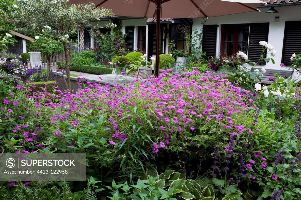 Sage 'Purple Rain' and Geranium 'Patricia' in a garden