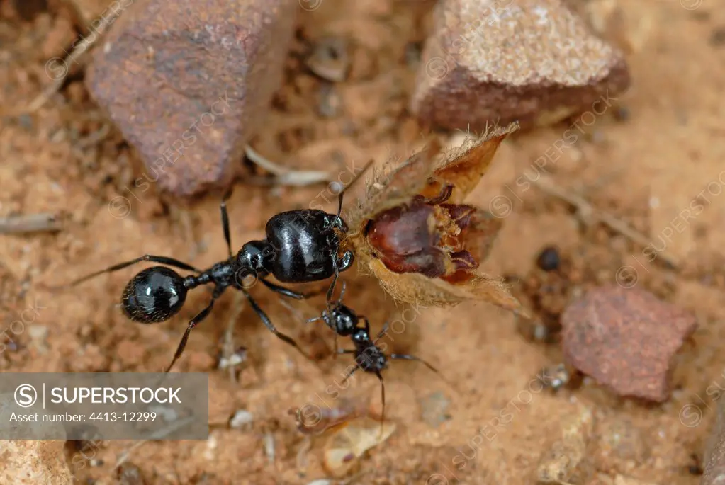 Harvester Ant carrying a faded flower of Cist France