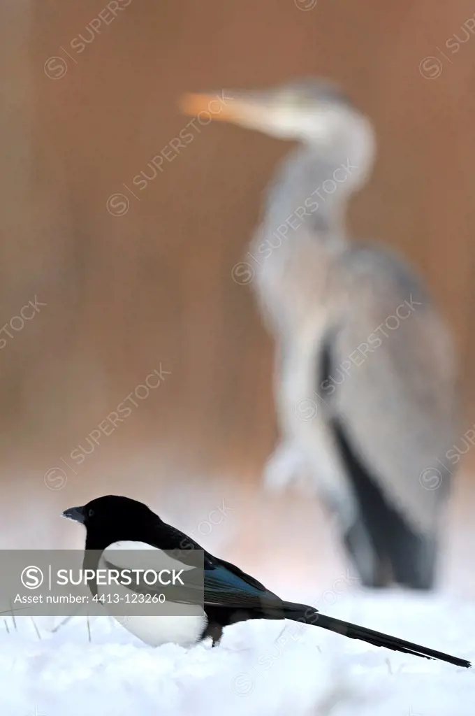 Black-billed Magpie and Grey heron in the snow France